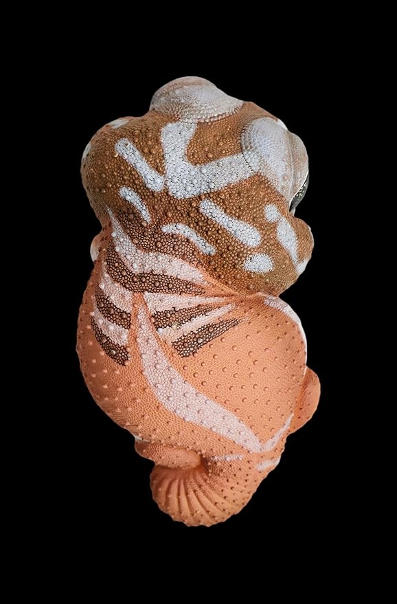 Animal Heavenly Body Series 2 Reptile Chubby Collectible Miniature - Gecko Statue for Home Office Decor, Realistic Sculpture (Nephrurus Levis Pilbarensis - Knob-Tailed Gecko)