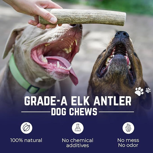 Devil Dog Pet Co. Elk Antlers for Dogs, Extra Large 7"+, 1 Pack, Grade A Long Lasting Chew for Aggressive Chewers, Premium USA Naturally Shed Antler – Healthy, No Odor, Durable Dog Chew