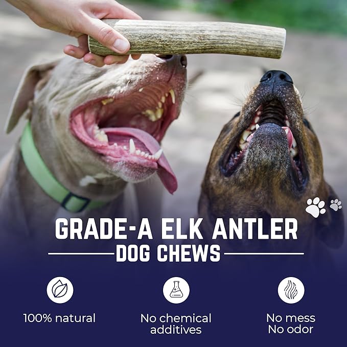 Devil Dog Pet Co. Elk Antlers for Dogs, Small 4"+, 2 Pack, Grade A Long Lasting Chew for Aggressive Chewers, Premium USA Naturally Shed Antler – Healthy, No Odor, Durable Dog Chew