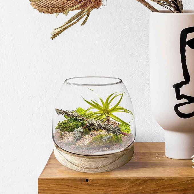 6 Inch Plant Glass Terrarium with Removable Wooden Base for Succulents Glass Bowl for Air Plant Cactus Moss, Betta Fish Terrarium (Plants not Included)