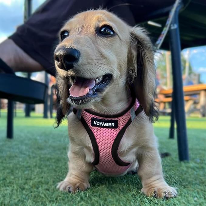 Voyager Step-in Air All Weather Mesh Harness and Reflective Dog 5 ft Leash Combo with Neoprene Handle, for Small, Medium and Large Breed Puppies by Best Pet Supplies - Pink Base, L