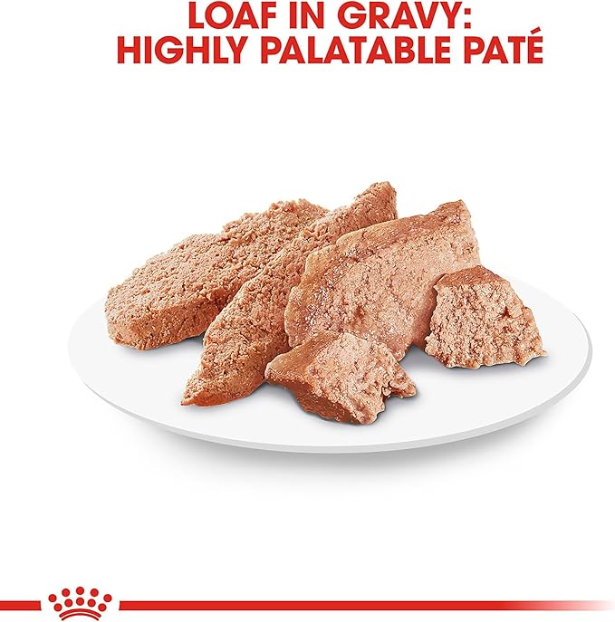Royal Canin Feline Breed Nutrition Persian Adult Loaf in Sauce Cat Food, 3 oz (Pack of 6)