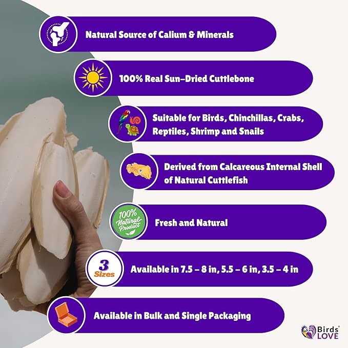 Birds LOVE Natural Cuttlebone | 100% Pure Sun-Dried Calcium Supplement for Birds, Tortoises, Snails & Crabs | Supports Beak & Shell Health | Easy to Chew | 2 Pack, Size 3.5 to 4"