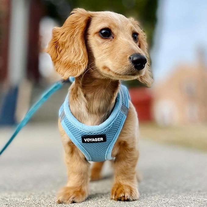 Voyager Step-in Air All Weather Mesh Harness and Reflective Dog 5 ft Leash Combo with Neoprene Handle, for Small, Medium and Large Breed Puppies by Best Pet Supplies - Set (Baby Blue), XL