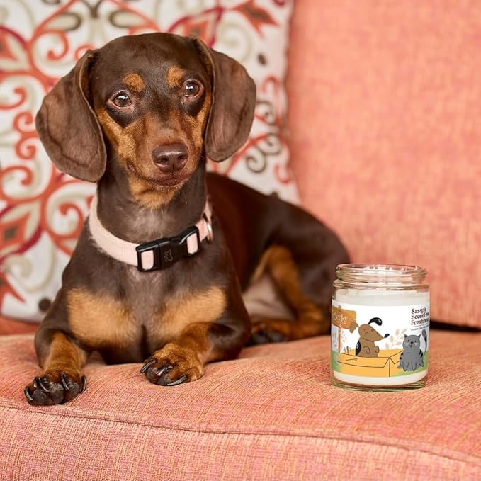 9oz Pet Odor Eliminator Deodorizer Candle, Long-Lasting Unscented, Non Toxic, Scentless Natural Plant-Based Wax Blend