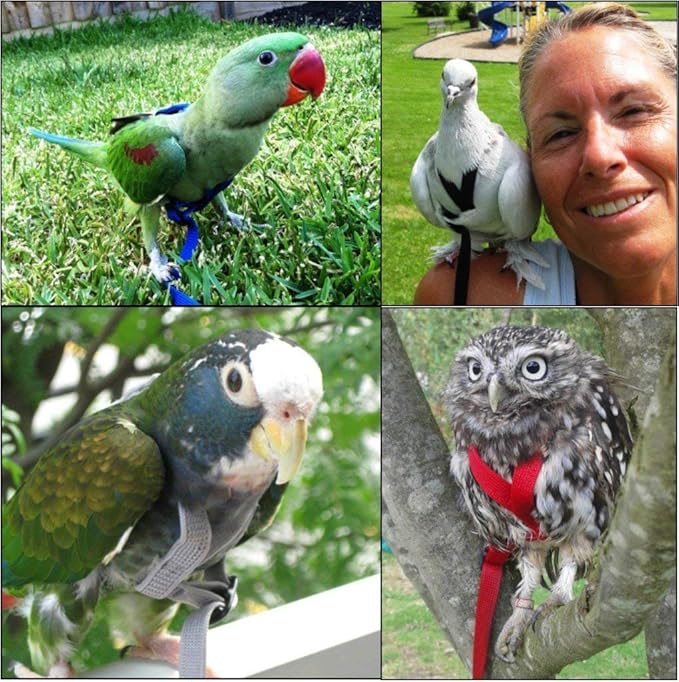 The AVIATOR Pet Bird Harness and Leash: Small Red
