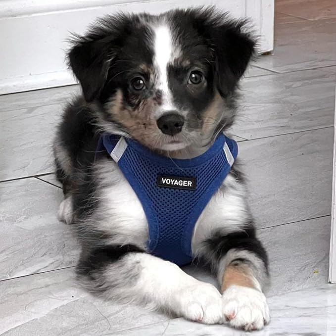 Voyager Step-in Air All Weather Mesh Harness and Reflective Dog 5 ft Leash Combo with Neoprene Handle, for Small, Medium and Large Breed Puppies by Best Pet Supplies - Set (Royal Blue), L