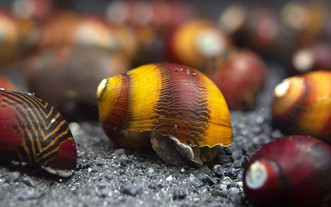 9 Red Racer Nerite Snail Top Algae Eaters for Freshwater Aquarium, Natural Tank Cleaner