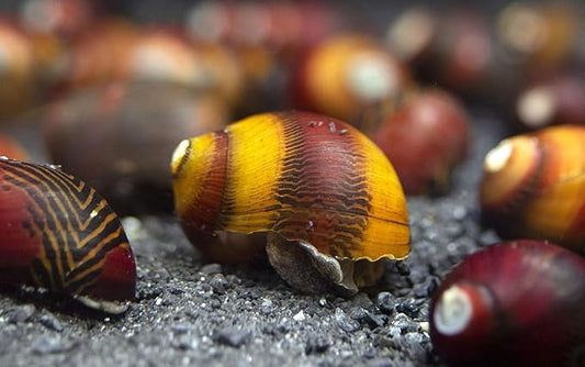 9 Red Racer Nerite Snail Top Algae Eaters for Freshwater Aquarium, Natural Tank Cleaner