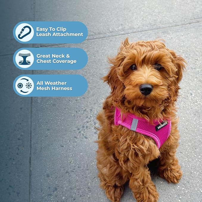 Voyager Step-in Air All Weather Mesh Harness and Reflective Dog 5 ft Leash Combo with Neoprene Handle, for Small, Medium and Large Breed Puppies by Best Pet Supplies - Set (Fuchsia), L