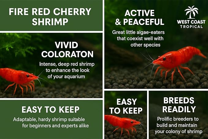 Yashkun Fire Red High-Grade Cherry Shrimp Neocaridina Freshwater Aquarium, Live Arrival (10)
