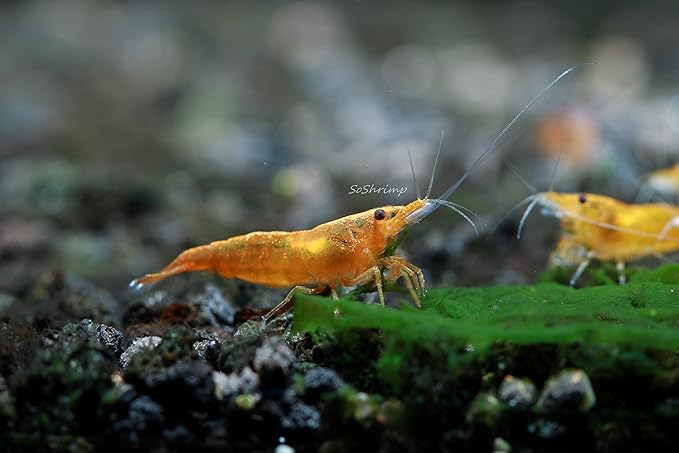 Live Freshwater Aquarium Shrimp Neocaridina (Orange Sunkist (10 Pack))