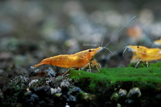 Live Freshwater Aquarium Shrimp Neocaridina (Orange Sunkist (10 Pack))