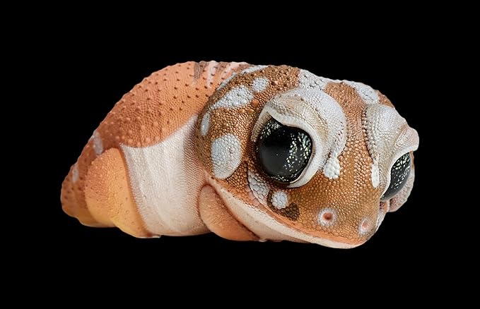 Animal Heavenly Body Series 2 Reptile Chubby Collectible Miniature - Gecko Statue for Home Office Decor, Realistic Sculpture (Nephrurus Levis Pilbarensis - Knob-Tailed Gecko)