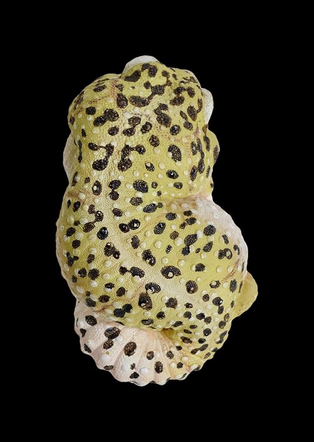 Animal Heavenly Body Series 2 Reptile Chubby Collectible Miniature - Gecko Statue for Home Office Decor, Realistic Sculpture (Eublepharis Macularius - Leopard Gecko)