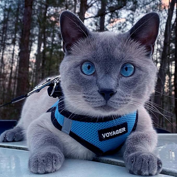 Voyager Step-in Air All Weather Mesh Harness and Reflective Dog 5 ft Leash Combo with Neoprene Handle, for Small, Medium and Large Breed Puppies by Best Pet Supplies - Baby Blue/Black Trim, Small