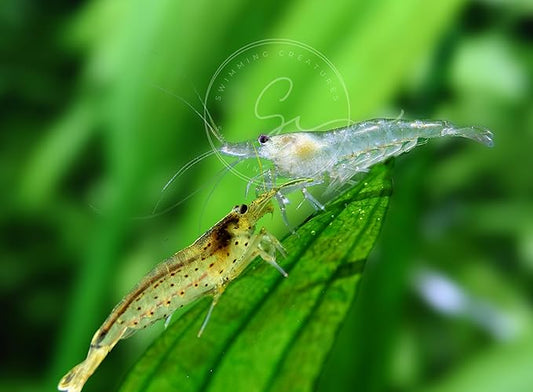 5 Amano & 5 Amano-Snow Premium Grade Shrimp - Caridina Multidenata & VAR. Snow - Freshwater Aquarium, 100% Live Arrival Guarantee