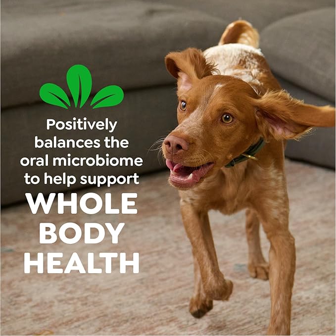 Greenies Veterinarian-Recommended Adult Natural Dental Dog Treats Large Size, Sweet Potato Flavor, 36 oz. Pack, 24 Count
