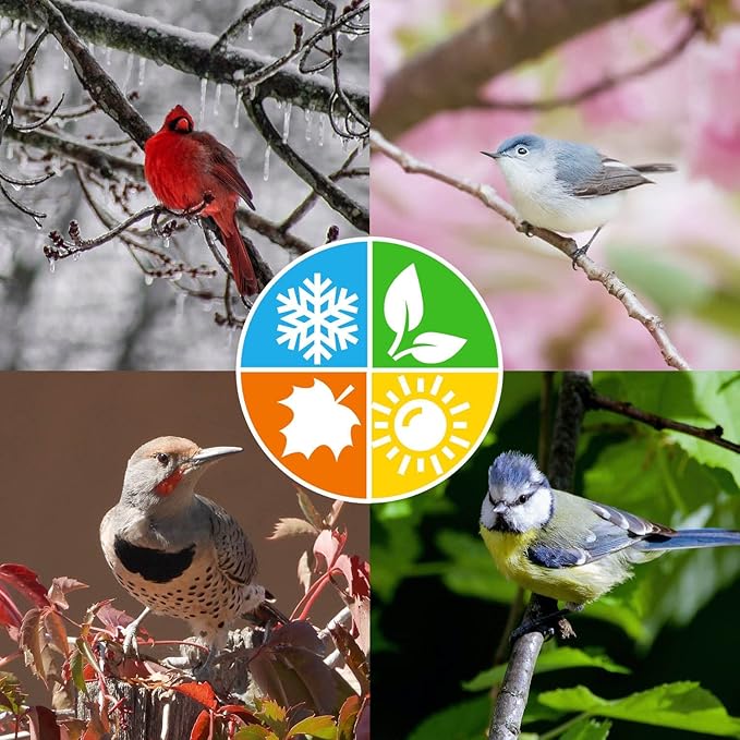Blue Seal Suet Treat Bars for Wild Birds - No Mess Suet Feed, Food for Woodpeckers, Cardinals, Siskins, Sparrows & More - 8 oz Suet Feeder, Bird Seed Cakes (Variety Pack of 6)