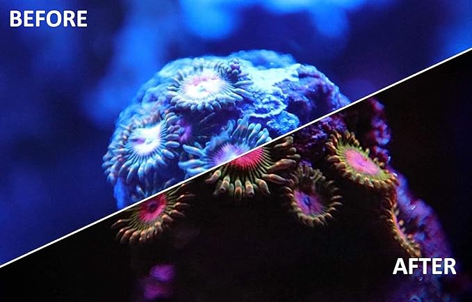 UV Coral Viewing Glasses