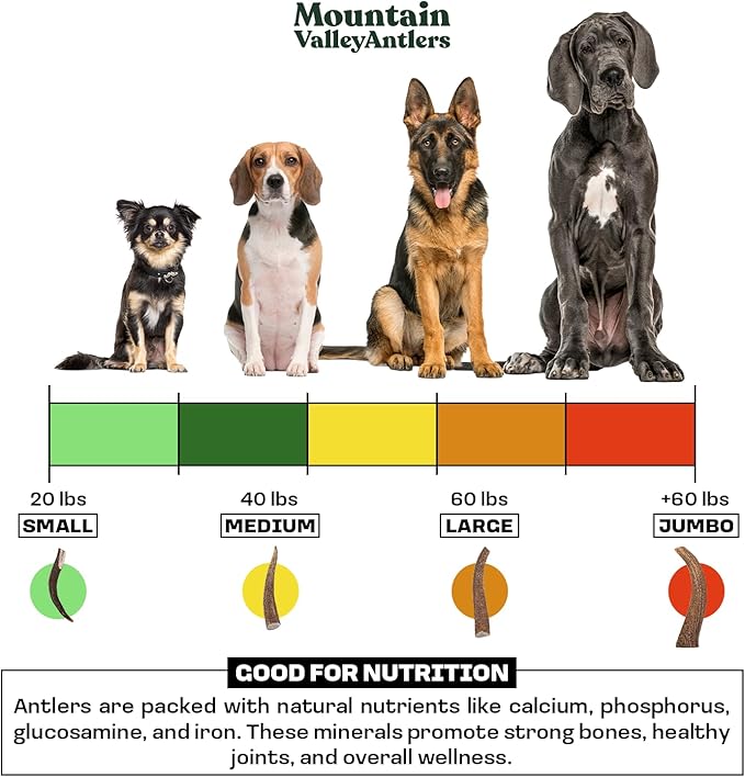 Mountain Valley Elk Antlers for Dogs - 100% Natural & Organic Chew for Aggressive Chewers, No Odor, No Mess, Long Lasting - Wild-Foraged Naturally Shed Antlers in USA - Grade A, Whole Large (1 Pack)