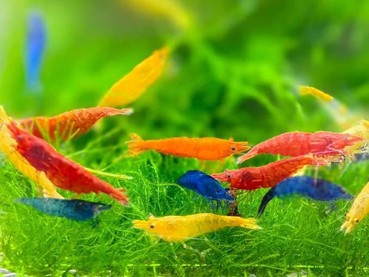 was Holding Mixed Color Neocaridina Shrimp Live Freshwater Aquarium Shrimp for Breeding 1/2-1 Inch Young Adults Fire Red, Blue Dream Yellow & More Live Arrival Guarantee (Pack of 10)