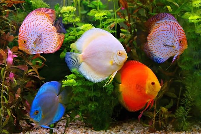 Aquatic Foods Inc. Brine Shrimp Sinking Micro Bites for Guppies, Nano Fish, Cichlids, Discus, Corys, Tetras, Bettas All Tropical Fish…2.1oz Squeeze Bottle
