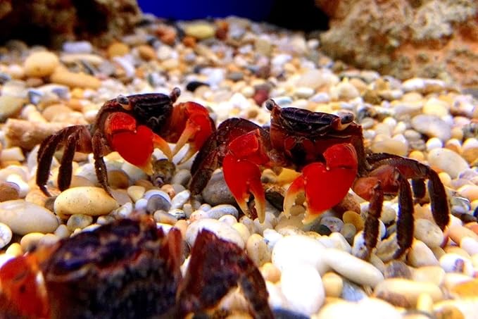 Aquatic Foods Inc. Medium Size Calcium Feeder Stars & Shells for Shrimp, Snails, Crabs, Crayfish, Hermit Crabs and All Tropical Fish…20 Count Bag