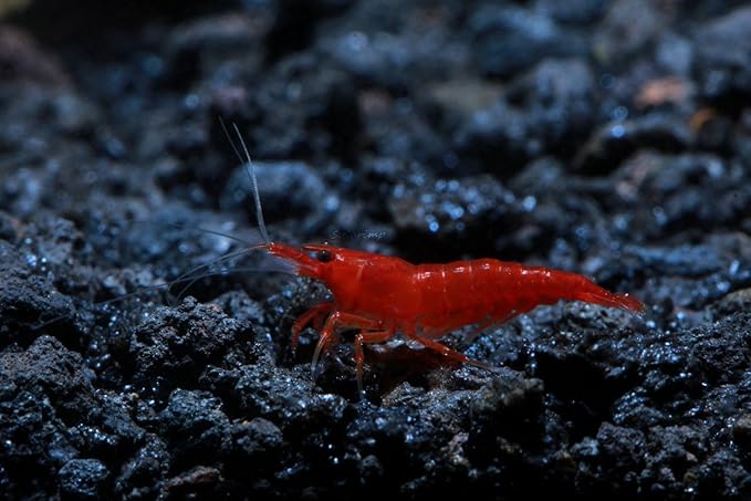 Live Freshwater Aquarium Shrimp Neocaridina (Bloody Mary (10 Pack))
