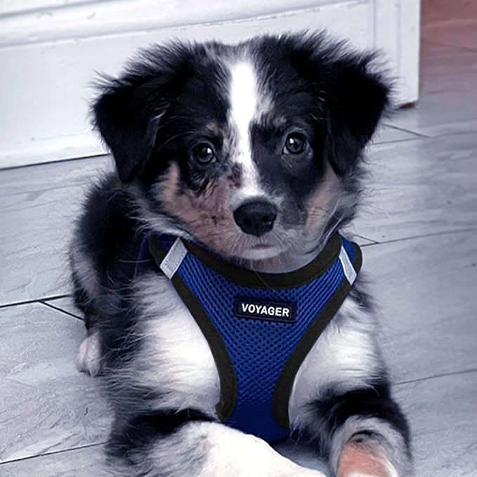 Voyager Step-in Air All Weather Mesh Harness and Reflective Dog 5 ft Leash Combo with Neoprene Handle, for Small, Medium and Large Breed Puppies by Best Pet Supplies - Royal Blue/Black Trim, Medium