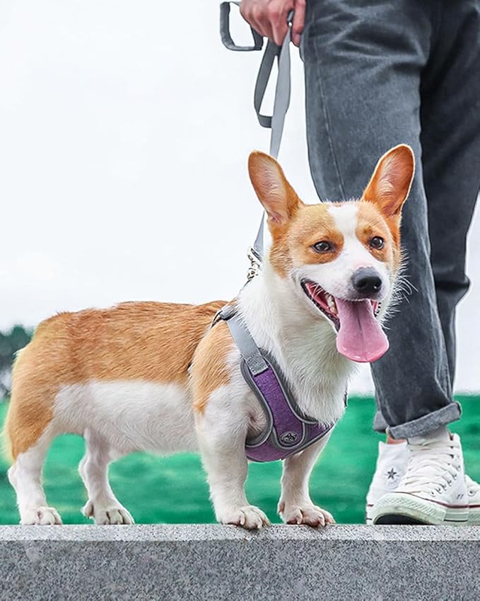 Medium Dog Harness and Leash Set,No Pull Adjustable Step in Soft Mesh Vest Harness,Easy Walk Reflective Pet Harness with Padded Handle for Walking Training Small Medium Large Dogs and Cats (Purple, M)