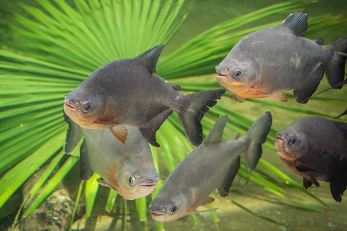 Aquatic Foods Inc. Arowana 3/8" x 7/32" 40% Protein Floating Sticks for Arowana, Oscars, Flower Horns, Red Parrots All Central and South American Cichlids...WL…1/4-lb Foil Pouch Bag
