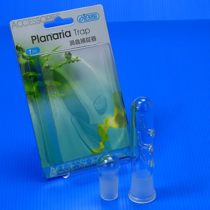 Clear Glass Planaria Trap for Cherry Shrimp Crystal red shrimp dwarf shrimp by Aquarium Supplies