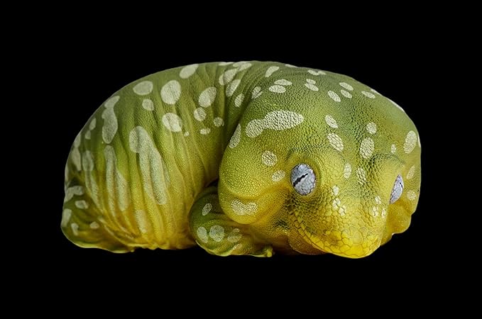 Animal Heavenly Body Series 2 Reptile Chubby Collectible Miniature - Gecko Statue for Home Office Decor, Realistic Sculpture (Rhacodactylus Leachianus - Giant Gecko Leachie)