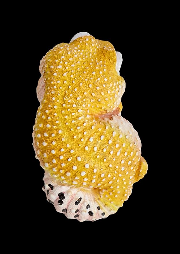 Animal Heavenly Body Series 2 Reptile Chubby Collectible Miniature - Gecko Statue for Home Office Decor, Realistic Sculpture (Eublepharis Macularius - Leopard Gecko (Tangerine))