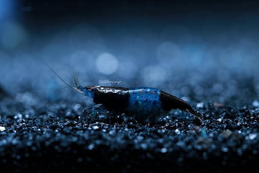 Live Freshwater Aquarium Shrimp Neocaridina (Carbon Rili (10 Pack))