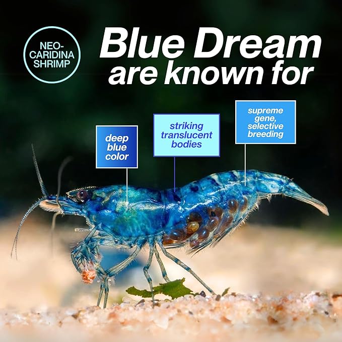 Blue Dream Supreme Gene Shrimps Live Freshwater Shrimp Aquarium Neocaridina, Live Arrival Guarantee (10 Pack)