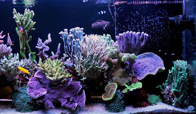 Aquatic Foods Inc. Golden Pearls 200-300 Microns for Tropical Fish Fry, Babies, Guppies, Tetras, Bettas, Nano Fish, for Corals, Anemones, Reef Tanks…1.8oz Squeeze Bottle