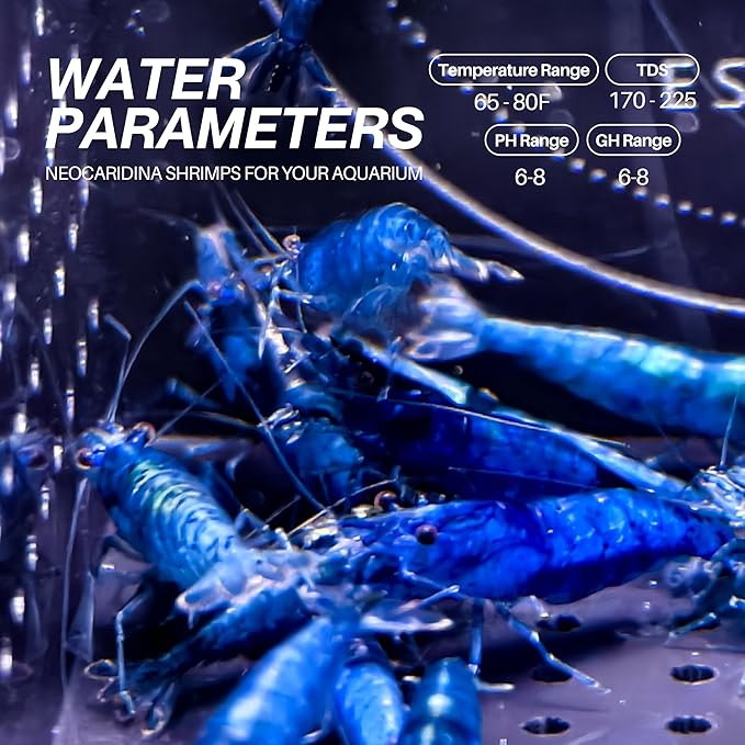 20 Blue Dream Supreme Gene Shrimps Live Freshwater Shrimp Aquarium Neocaridina, Live Arrival Guarantee