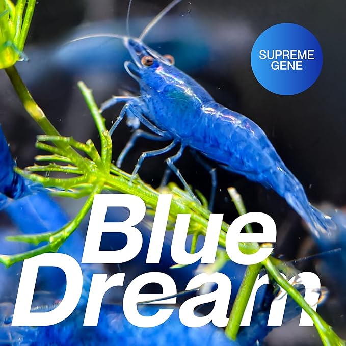 Blue Dream Supreme Gene Shrimps Live Freshwater Shrimp Aquarium Neocaridina, Live Arrival Guarantee (10 Pack)