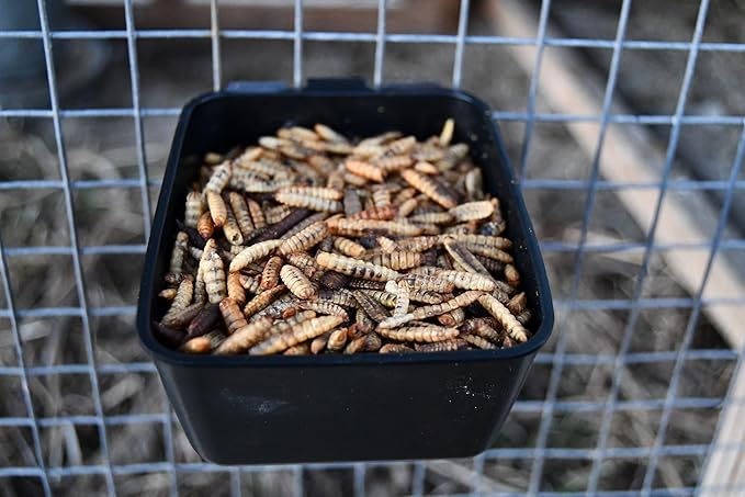 Good Deal Grubs Dried Black Soldier Fly Larvae Treat (1lb) for Chickens, Poultry, Birds, Small Pets - Protein and Calcium Supplement