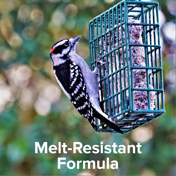 Blue Seal Nuts & Berry Suet Cakes for Wild Birds - No Mess Suet Feed, Food for Woodpeckers, Cardinals, Siskins, Sparrows & More - 11oz Suet Feeder, Bird Seed Cakes (Pack of 12)