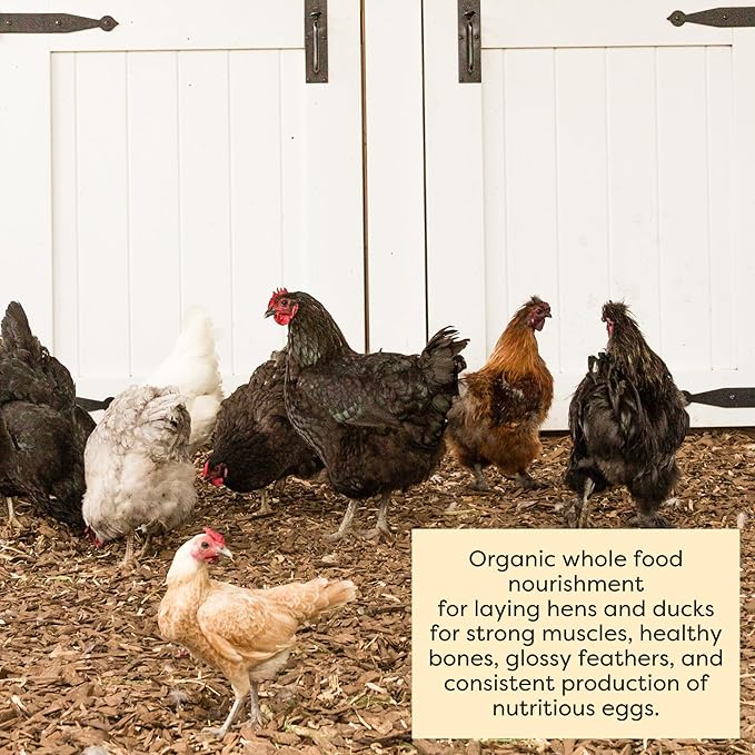 Scratch and Peck Feeds Whole Grain Layer Mash Chicken and Duck Feed - Corn-Free and Soy-Free - 16% Protein, Certified Organic and Non-GMO Project Verified Chicken Food - 50 lbs Bag
