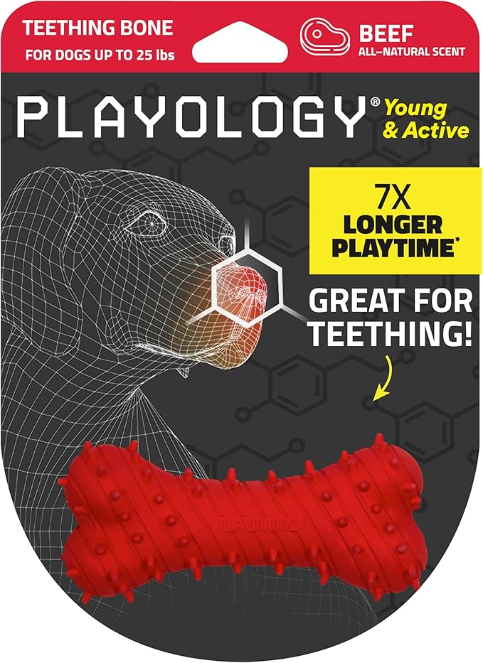 Playology Dog Toys | Puppy Toy Teething Bone Designed for Young & Active Dogs | Small Beef Scented Toy Made from Non Toxic Materials