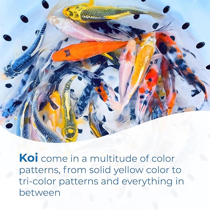 Toledo Goldfish Standard Fin Koi, Variety of Colors and Patterns - Beautiful Live Fish Perfect for Ponds, Tanks, and Aquariums - 4-5 Inches, 20 Count
