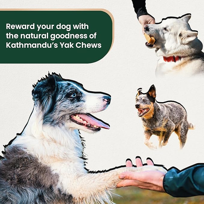KATHMANDU'S Authentic Yak Cheese Himalayan Dog Chews - All Natural and Protein-Rich Nutrition Dog Treats, Long Lasting Chews for Aggressive Chewers, Odor Free Yak Chew | Small/Medium (Pack of 2)