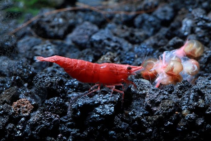 Live Freshwater Aquarium Shrimp Neocaridina (Fire Red (10 Pack))