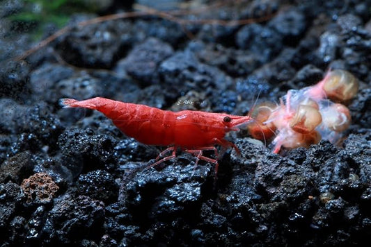 Live Freshwater Aquarium Shrimp Neocaridina (Fire Red (10 Pack))