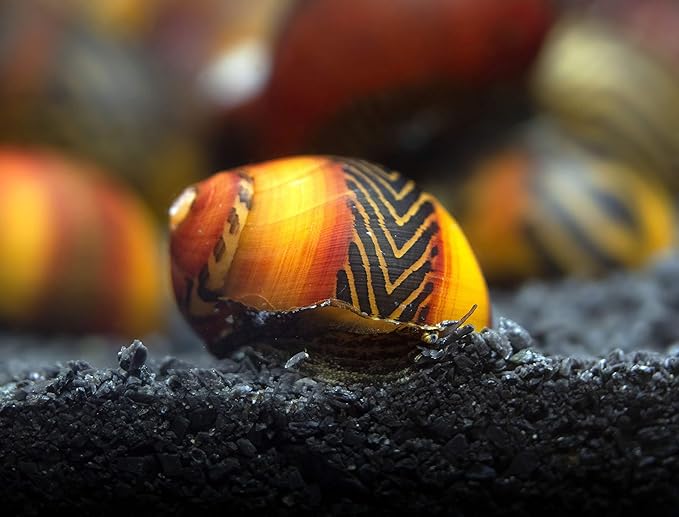 Aquatic Arts 20 Red Racer Nerite Snails | Freshwater Aquarium Snail | Glass Scraper/Scrubber | Nano Tank Decorations