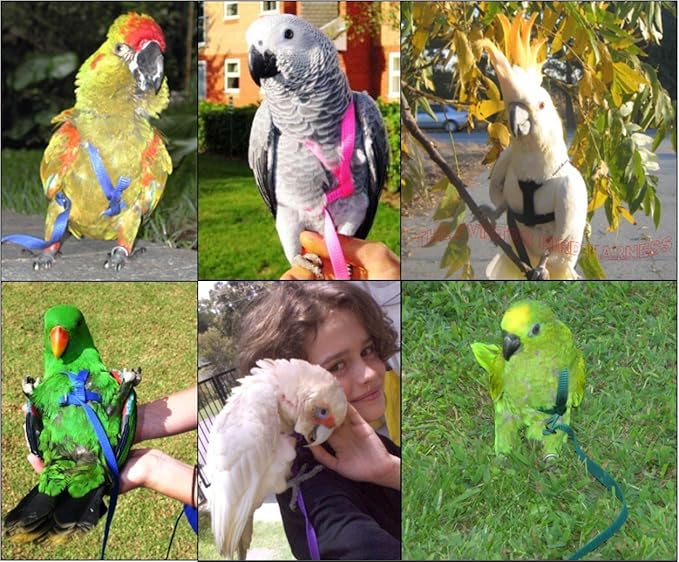 The AVIATOR Pet Bird Harness and Leash: Medium Pink